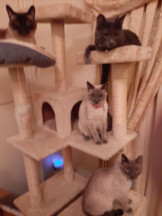 Catmosphere 2 Лас Вегас Екстериор снимка